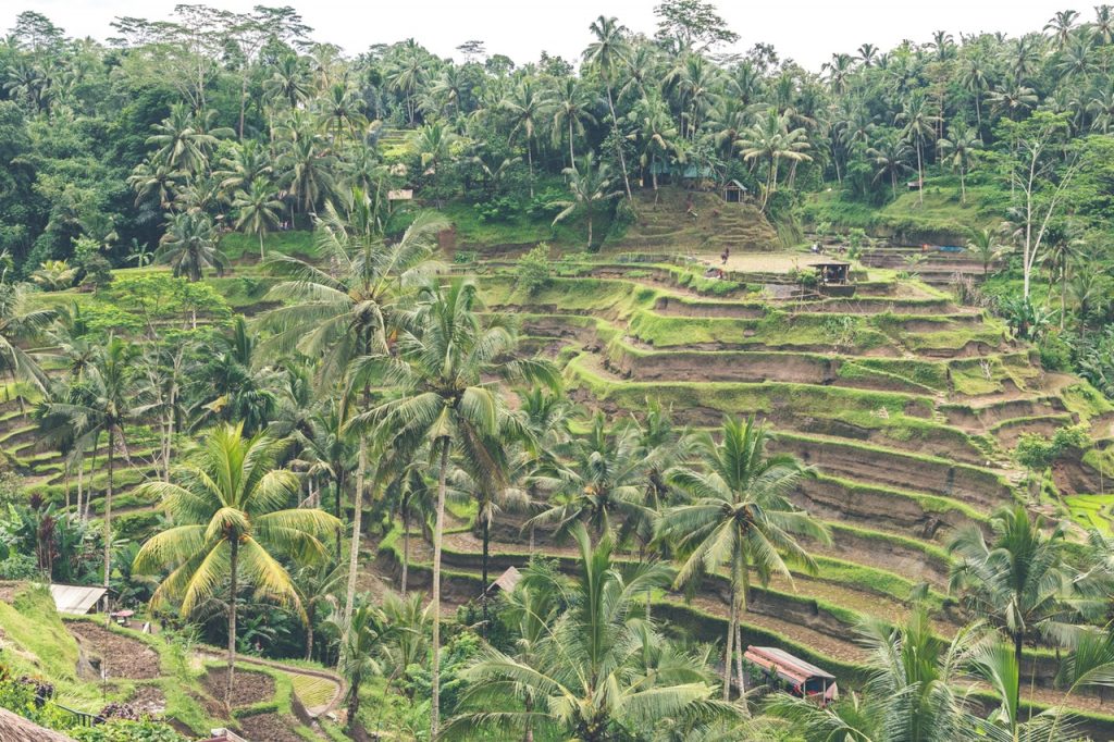 cultivos en bancales en Indonesia
