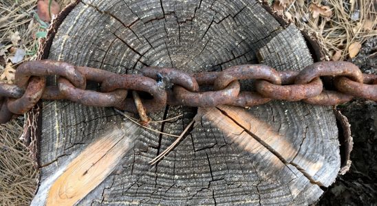 chainwood blockchain maderera 1